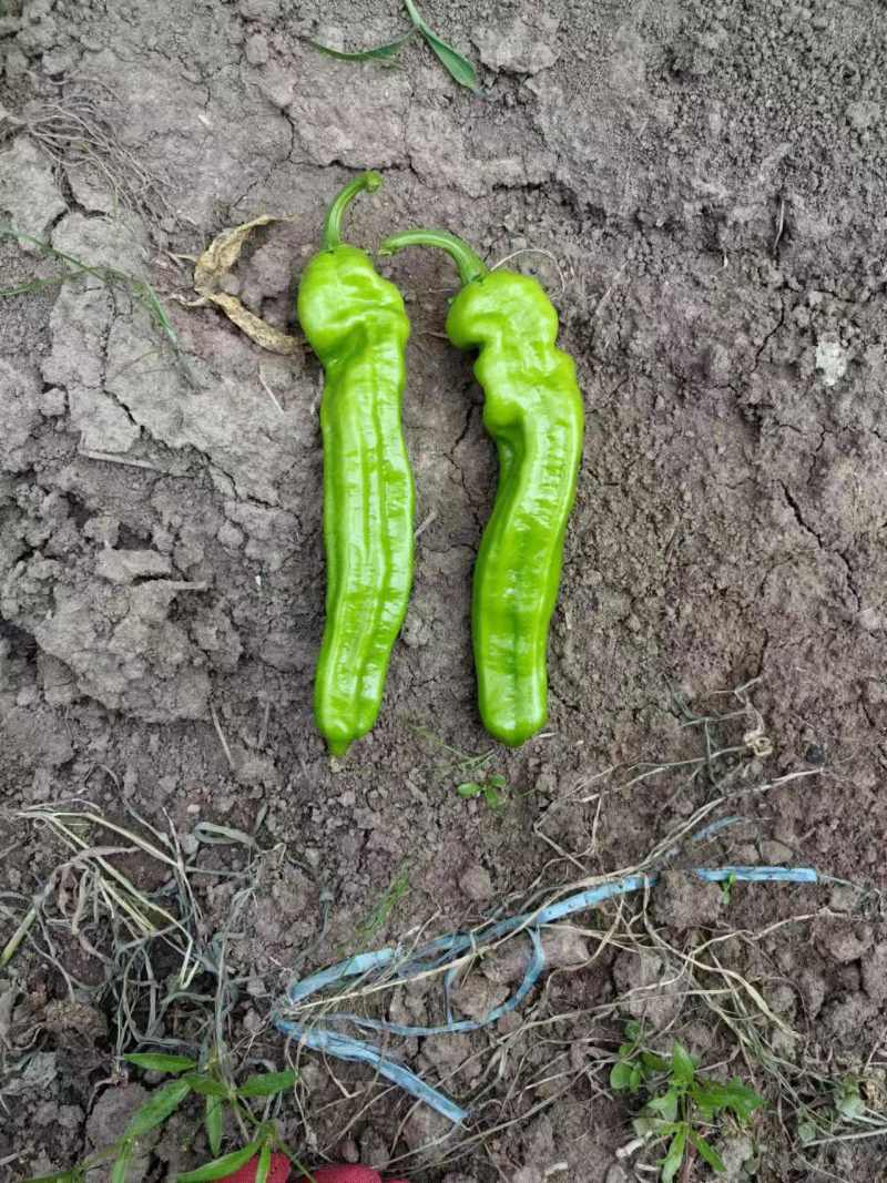 苏椒芜湖椒薄皮泡椒鲜辣椒，支持装框龚垒万亩基地直发全国