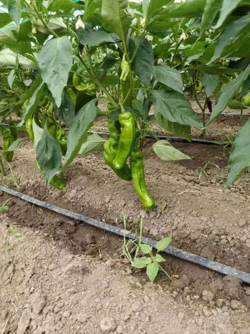 苏椒芜湖椒薄皮泡椒鲜辣椒，支持装框龚垒万亩基地直发全国