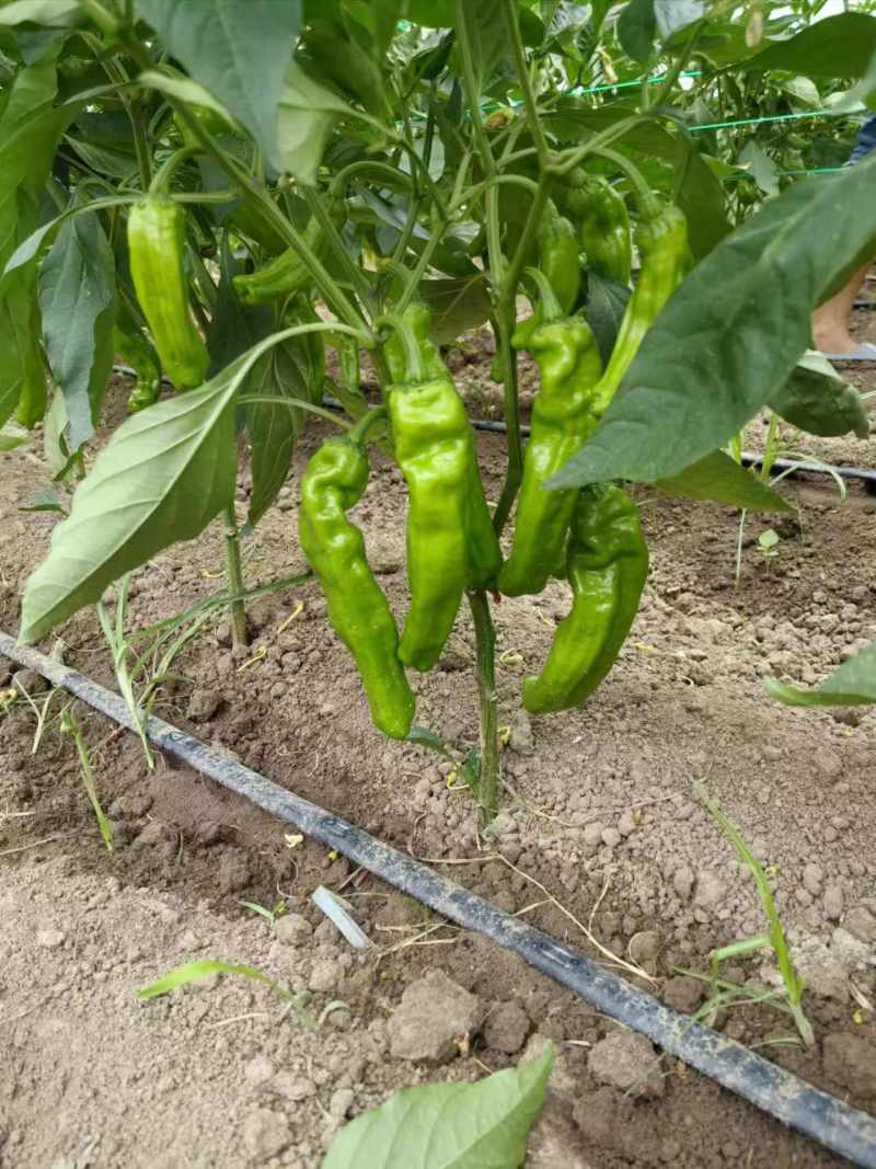 苏椒芜湖椒薄皮泡椒鲜辣椒，支持装框龚垒万亩基地直发全国