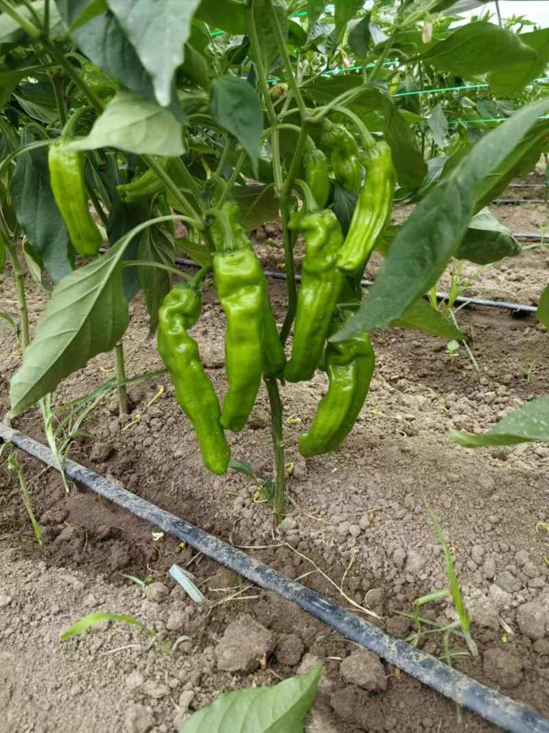 苏椒芜湖椒薄皮泡椒鲜辣椒，支持装框龚垒万亩基地直发全国