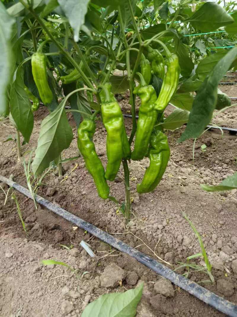 苏椒芜湖椒薄皮泡椒鲜辣椒，支持装框龚垒万亩基地直发全国