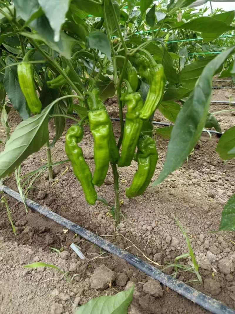 苏椒芜湖椒薄皮泡椒鲜辣椒，支持装框龚垒万亩基地直发全国