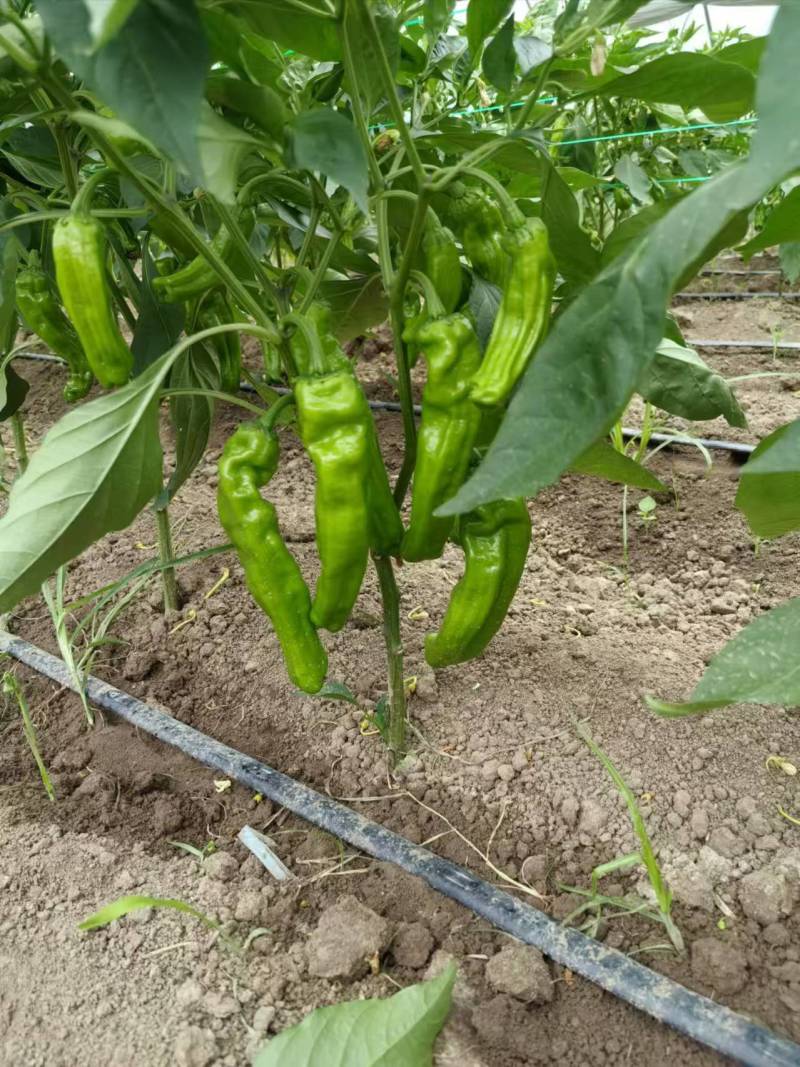 苏椒芜湖椒薄皮泡椒鲜辣椒，支持装框龚垒万亩基地直发全国