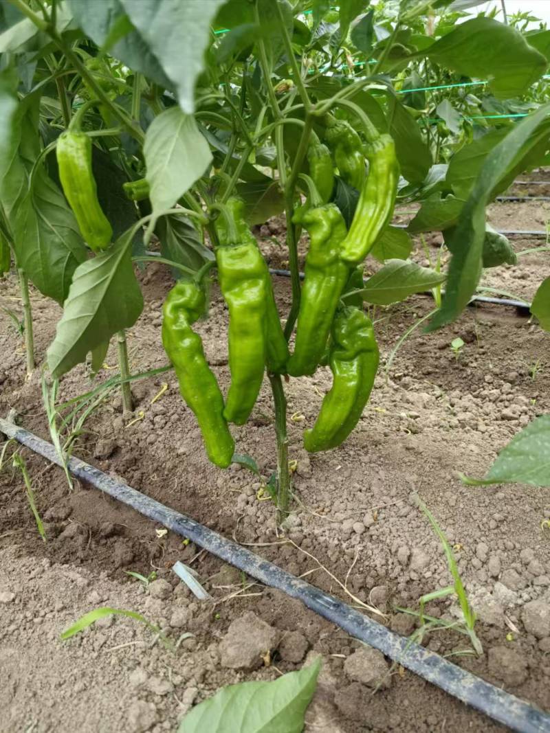 苏椒芜湖椒薄皮泡椒鲜辣椒，支持装框龚垒万亩基地直发全国