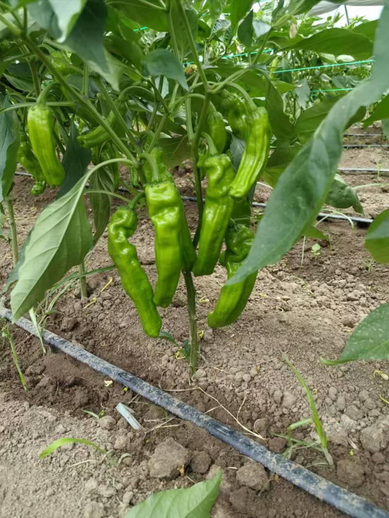 苏椒芜湖椒薄皮泡椒鲜辣椒，支持装框龚垒万亩基地直发全国