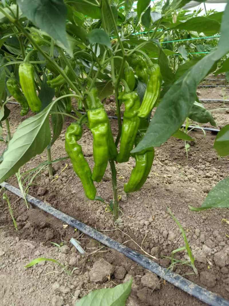 苏椒芜湖椒薄皮泡椒鲜辣椒，支持装框龚垒万亩基地直发全国