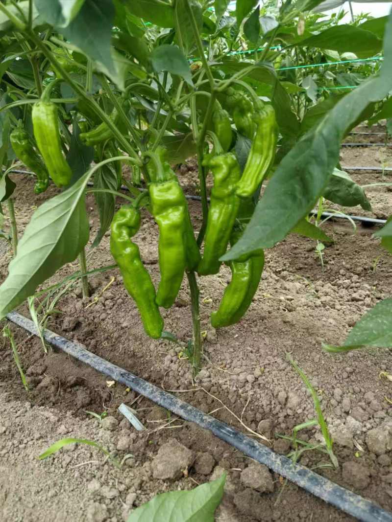 苏椒芜湖椒薄皮泡椒鲜辣椒，支持装框龚垒万亩基地直发全国
