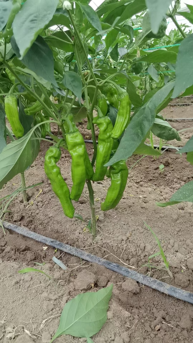 苏椒芜湖椒薄皮泡椒鲜辣椒，支持装框龚垒万亩基地直发全国