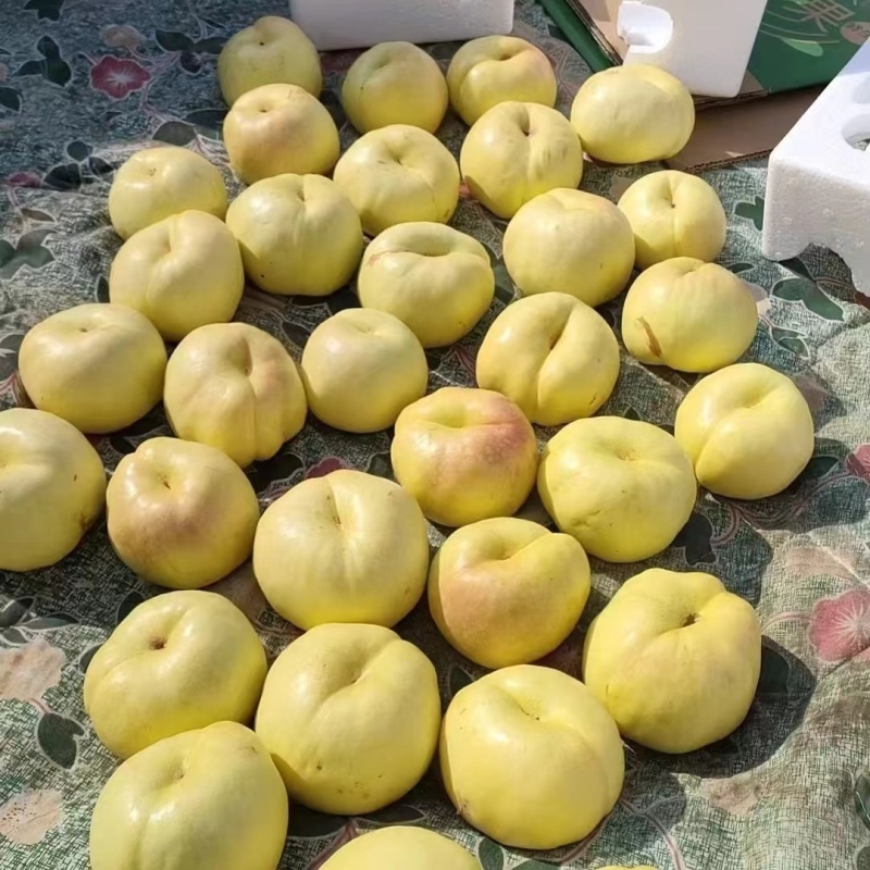 桃各种油蟠桃河北油蟠桃