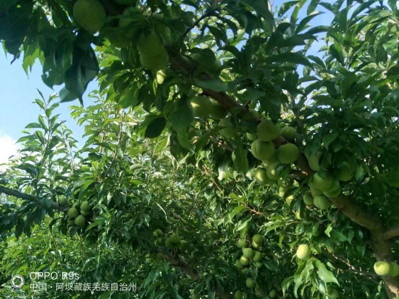 青红脆李，随行就市，支持视频看货，可发往全国市场