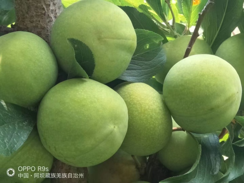 青红脆李，随行就市，支持视频看货，可发往全国市场