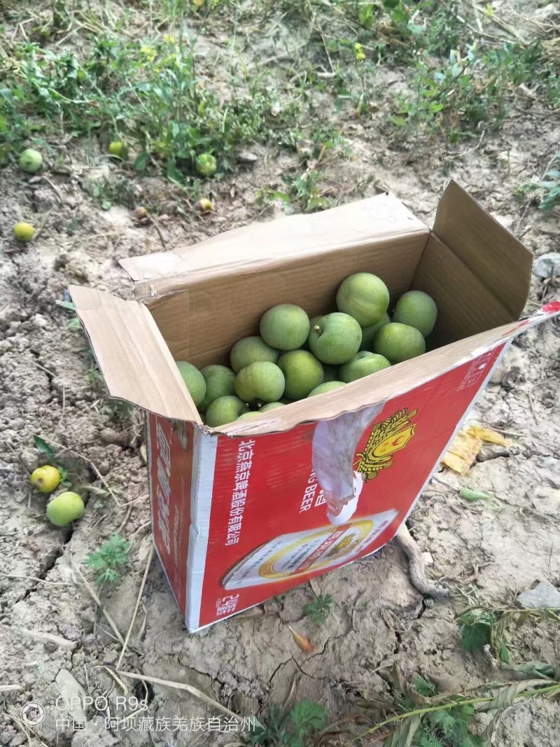 青红脆李，随行就市，支持视频看货，可发往全国市场