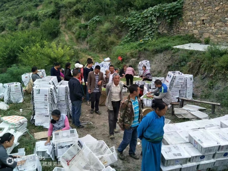 青红脆李，随行就市，支持视频看货，可发往全国市场