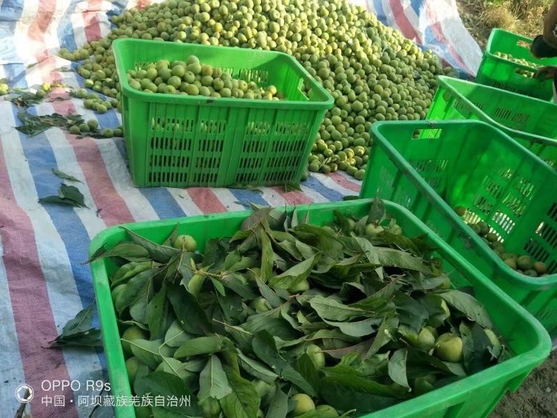 青红脆李，随行就市，支持视频看货，可发往全国市场