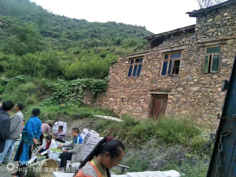 青红脆李，随行就市，支持视频看货，可发往全国市场