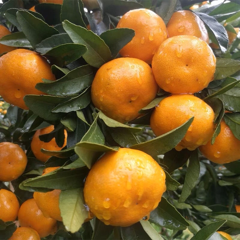 高山蜜橘薄皮化渣店铺批发商超出口诚信经营