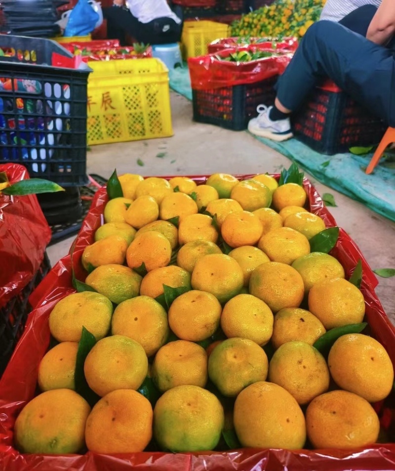 高山蜜橘薄皮化渣店铺批发商超出口诚信经营