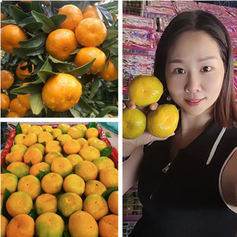 高山蜜橘薄皮化渣店铺批发商超出口诚信经营