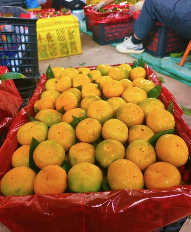 高山蜜橘薄皮化渣店铺批发商超出口诚信经营