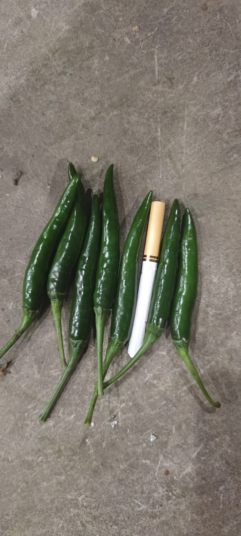 小米辣艳青，产品直发大量供应青米椒产地直发