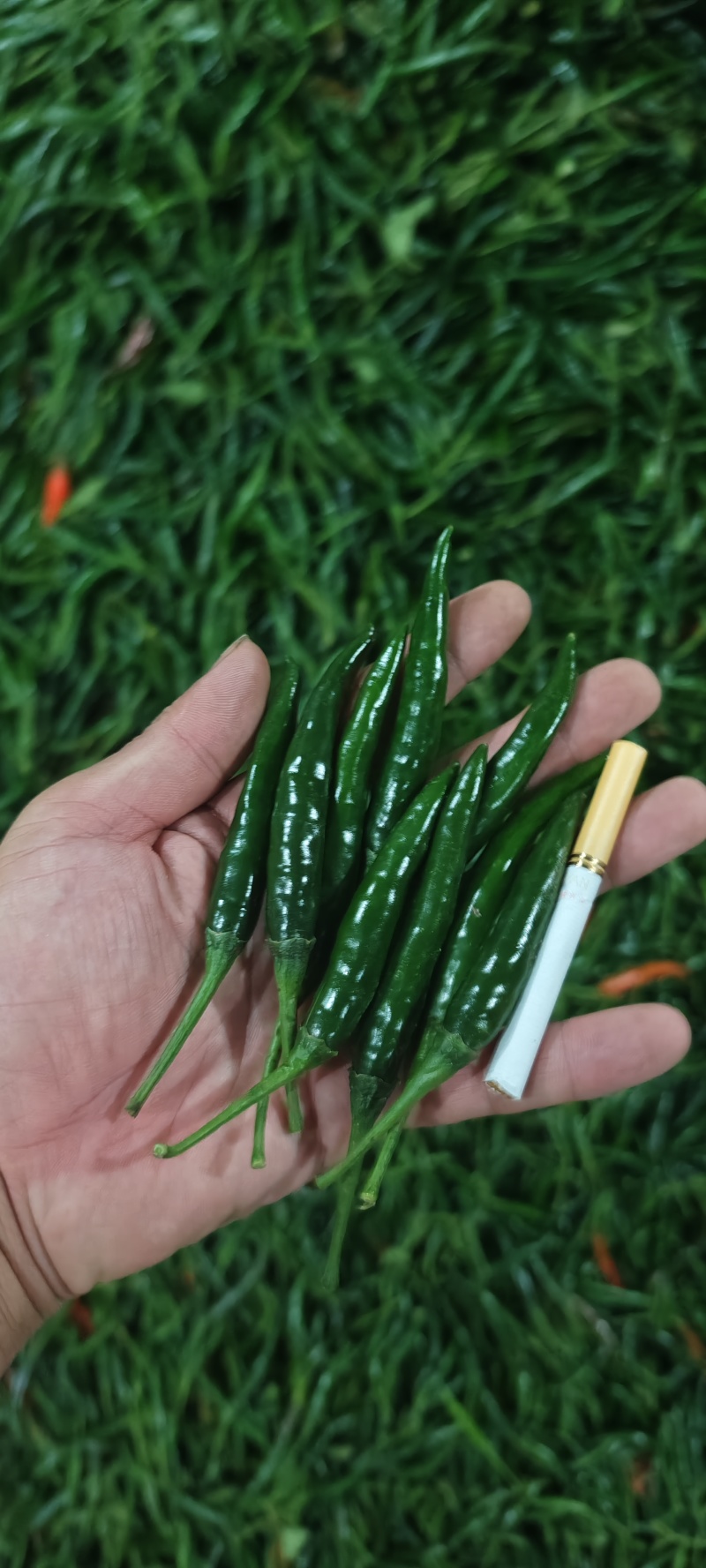 小米辣艳青，产品直发大量供应青米椒产地直发
