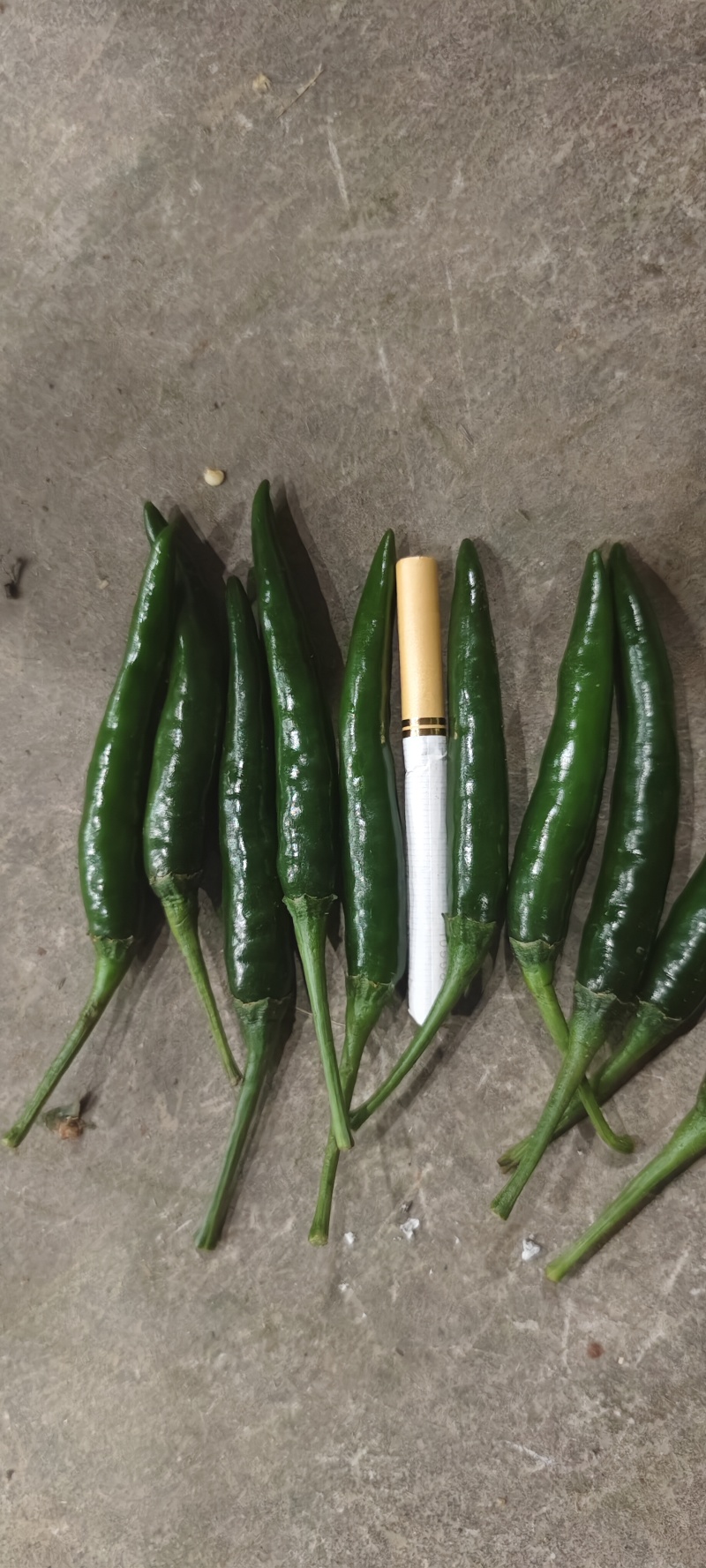 小米辣艳青，产品直发大量供应青米椒产地直发