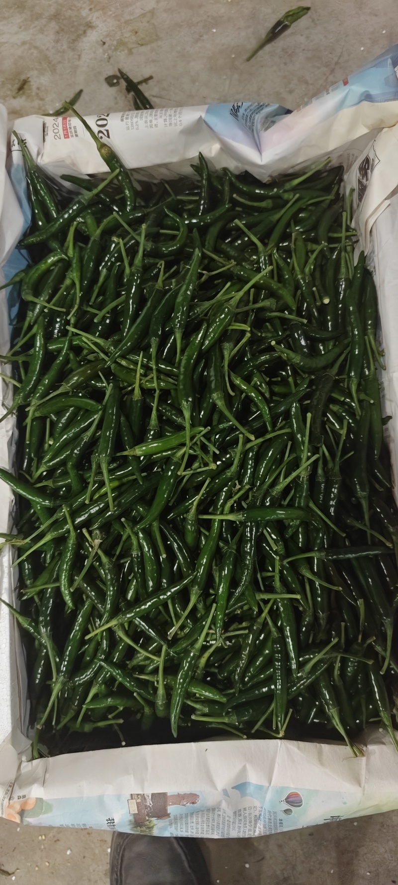 小米辣艳青，产品直发大量供应青米椒产地直发