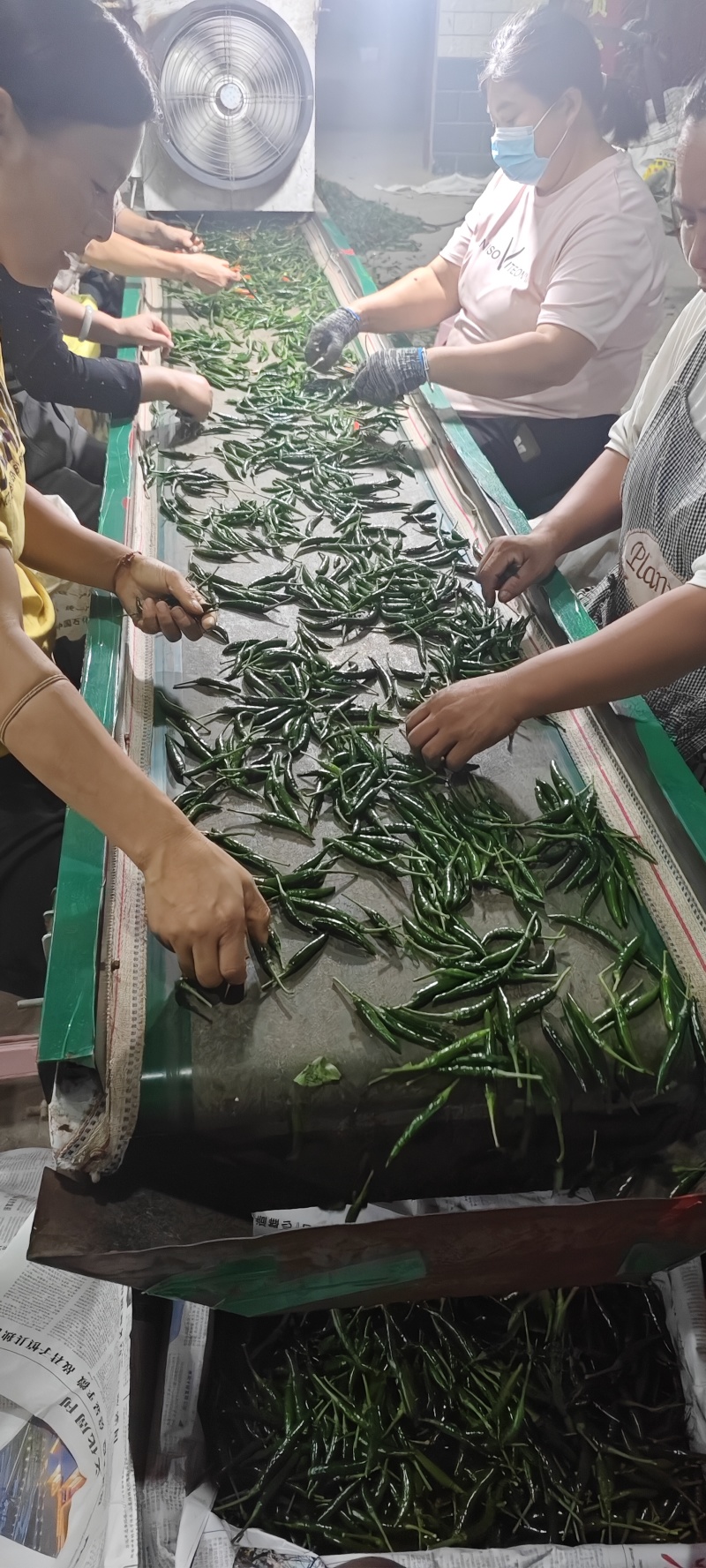 小米辣艳青，产品直发大量供应青米椒产地直发