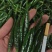 小米辣艳青，产品直发大量供应青米椒产地直发