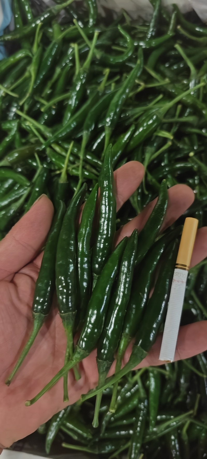 小米辣艳青，产品直发大量供应青米椒产地直发