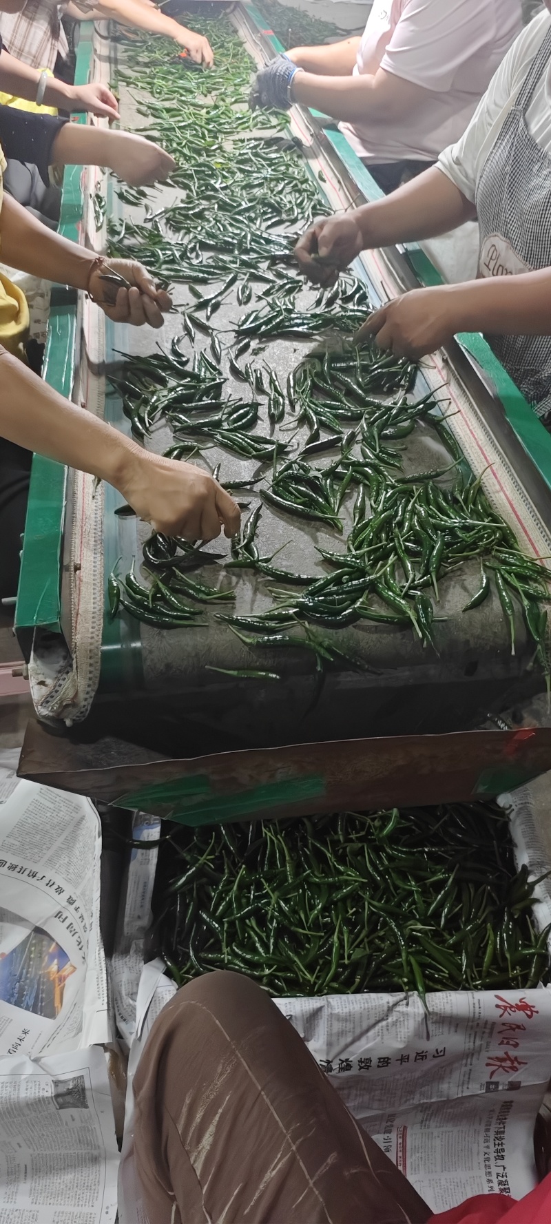 小米辣艳青，产品直发大量供应青米椒产地直发