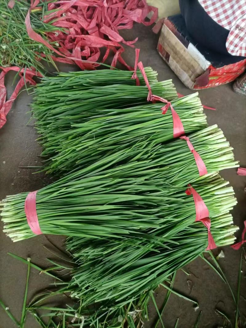 河北邯郸精品二刀大量上市对接全国市场量大从优欢迎采购