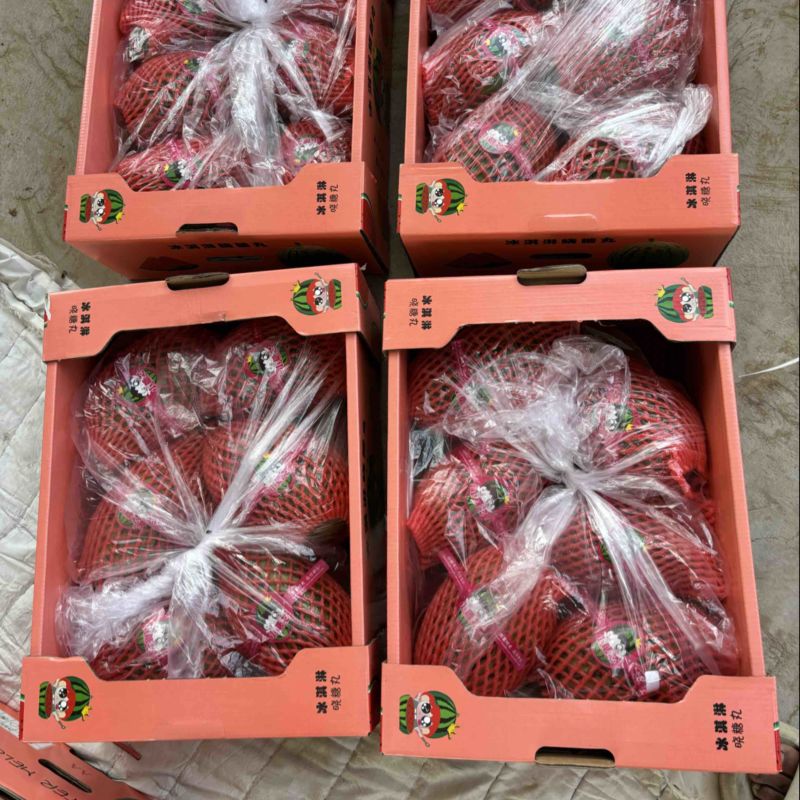 春季头茬无籽吊瓜小糖丸西瓜大红瓤小薄皮质量杠杠滴