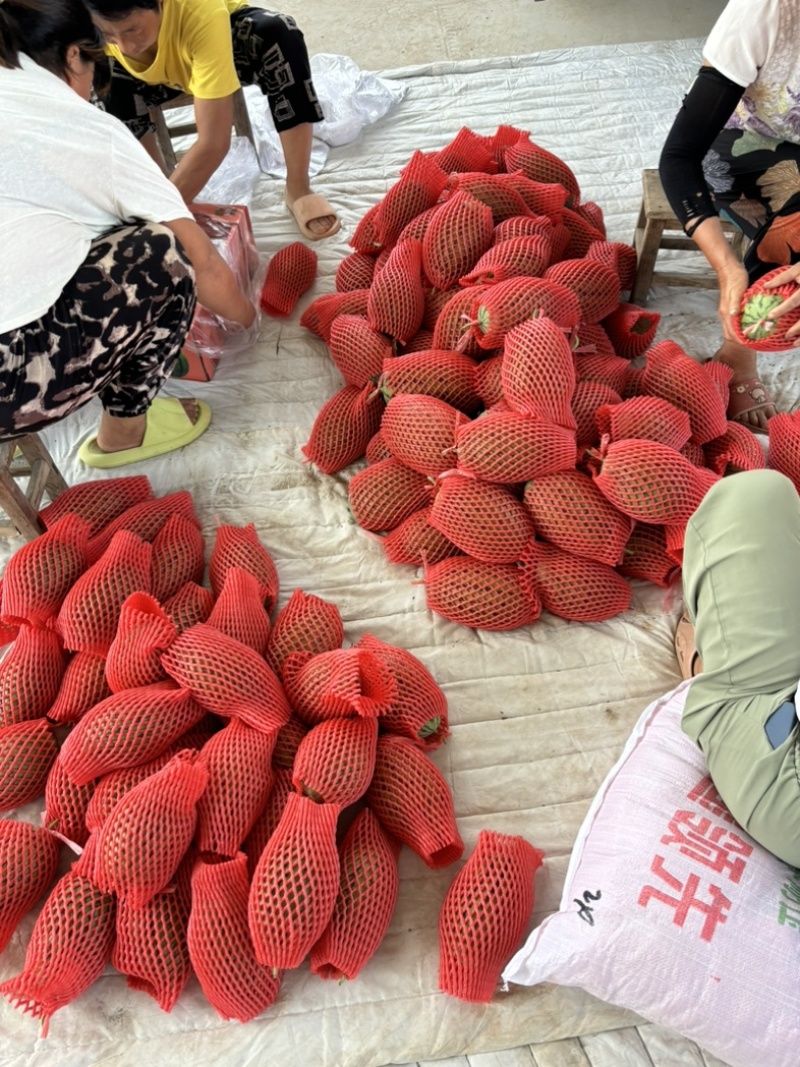 春季头茬无籽吊瓜小糖丸西瓜大红瓤小薄皮质量杠杠滴
