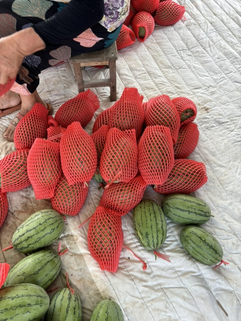 春季头茬无籽吊瓜小糖丸西瓜大红瓤小薄皮质量杠杠滴