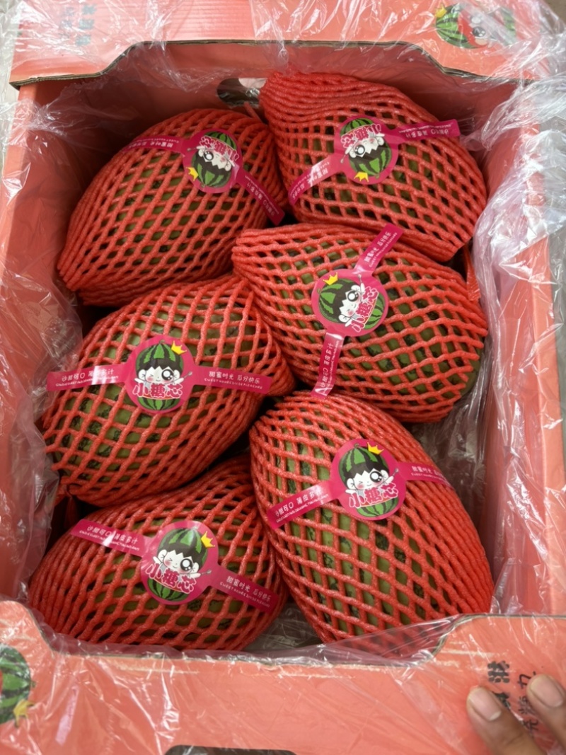 春季头茬无籽吊瓜小糖丸西瓜大红瓤小薄皮质量杠杠滴