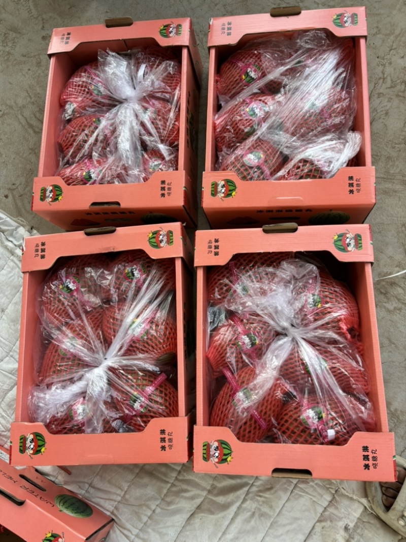 春季头茬无籽吊瓜小糖丸西瓜大红瓤小薄皮质量杠杠滴