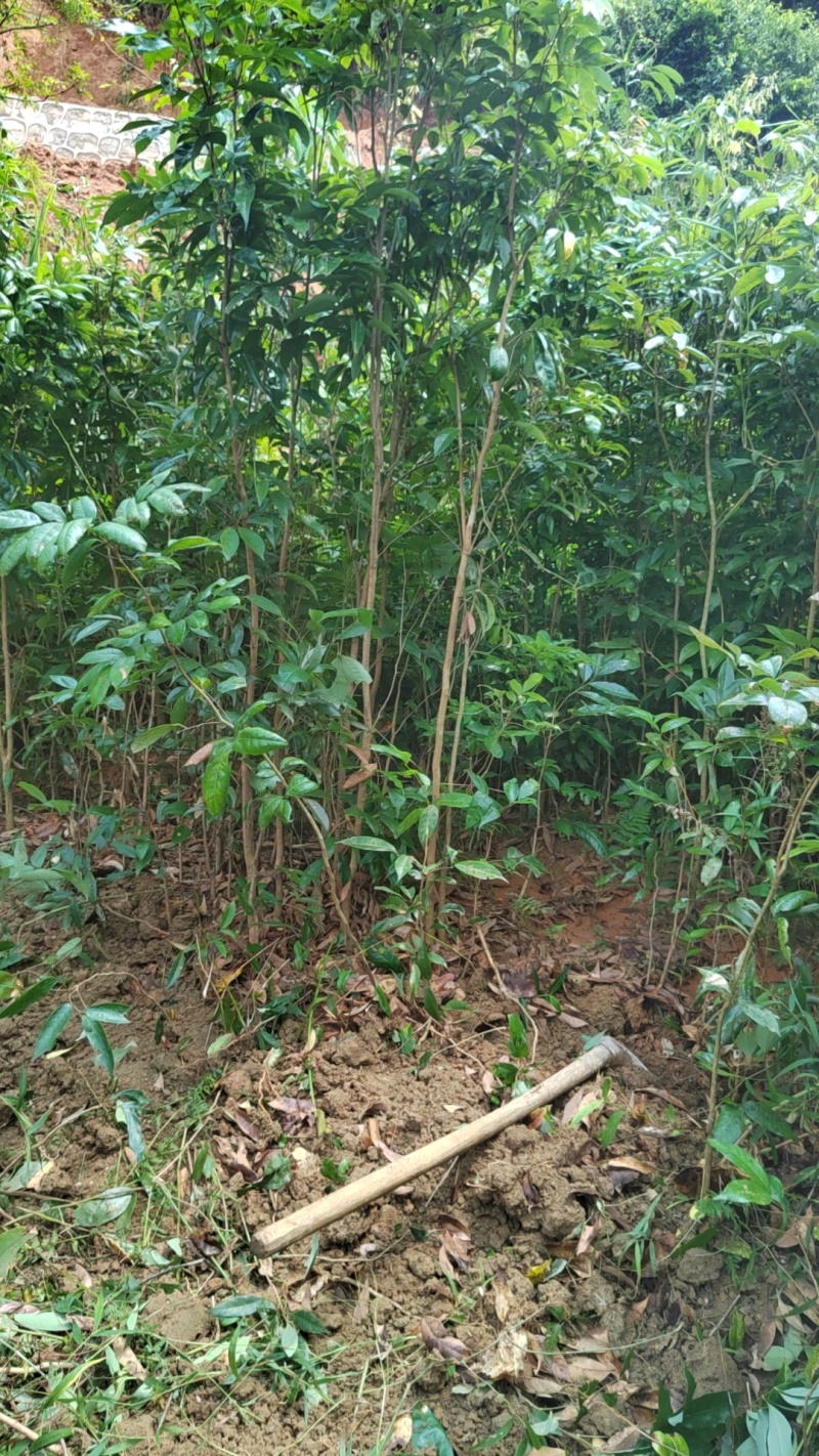 正宗广西荔枝苗冰荔桂味无核嫁接大苗庭院盆栽荔枝实生苗