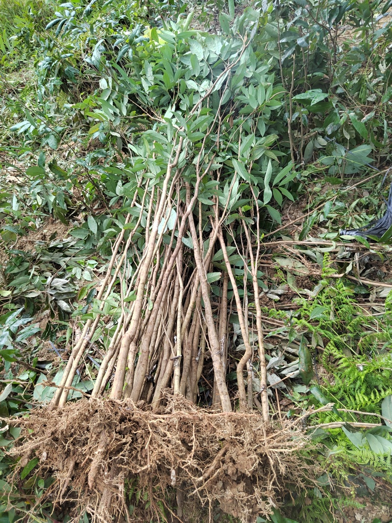 正宗广西荔枝苗冰荔桂味无核嫁接大苗庭院盆栽荔枝实生苗