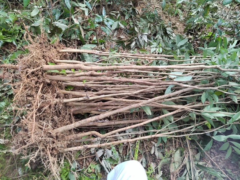 正宗广西荔枝苗冰荔桂味无核嫁接大苗庭院盆栽荔枝实生苗