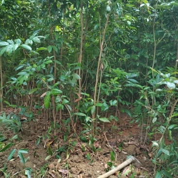 正宗广西荔枝苗冰荔桂味无核嫁接大苗庭院盆栽荔枝实生苗