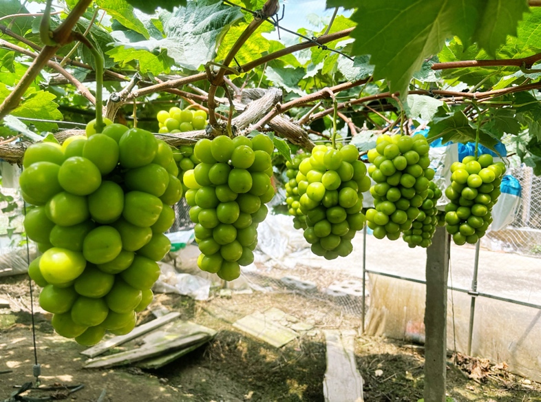 阳光玫瑰青提选购指南示意图