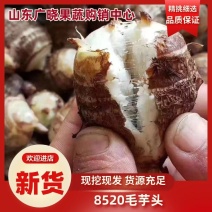 【推荐】山东芋头8520一手货源对接市场商超电商