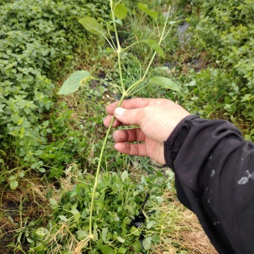 血通菜种苗，绿线叶种苗