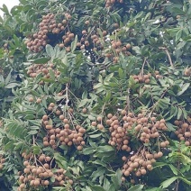 龙眼：草埔成熟期已到