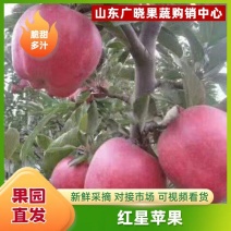 山东早熟苹果大量供应品种齐全货源充足保质保量