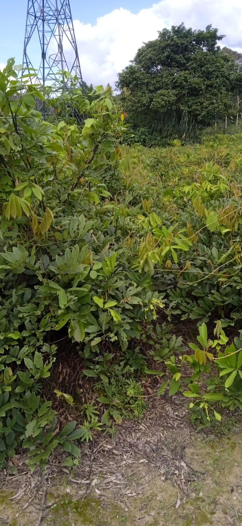 藤根粉/优质藤跟粉/大量出货/量大从优/欢迎广大客商咨询