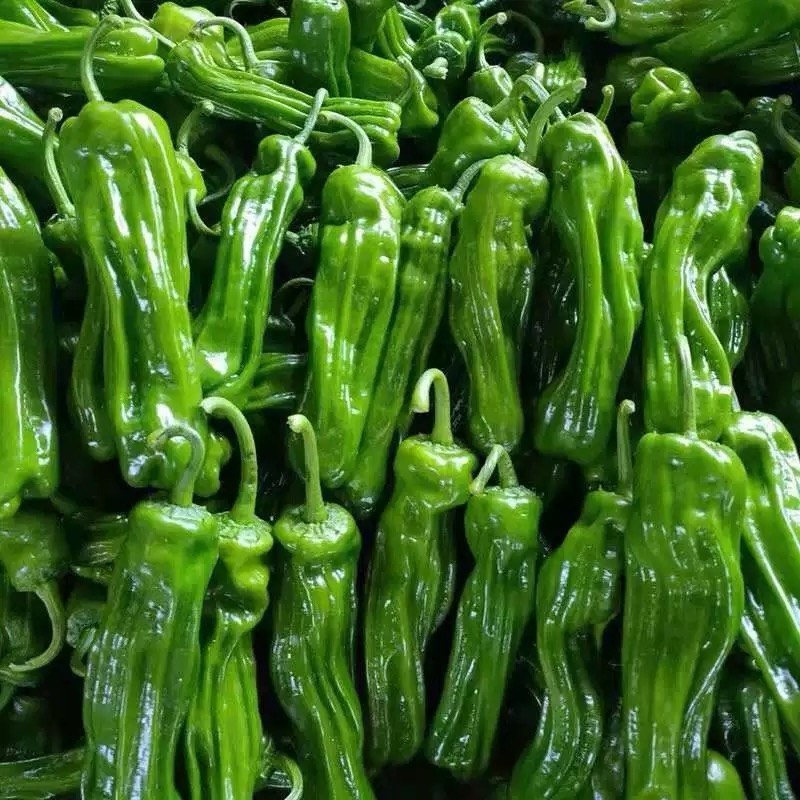 河南薄皮椒，大量现货，当天现摘现发可根据需求打包对接全国