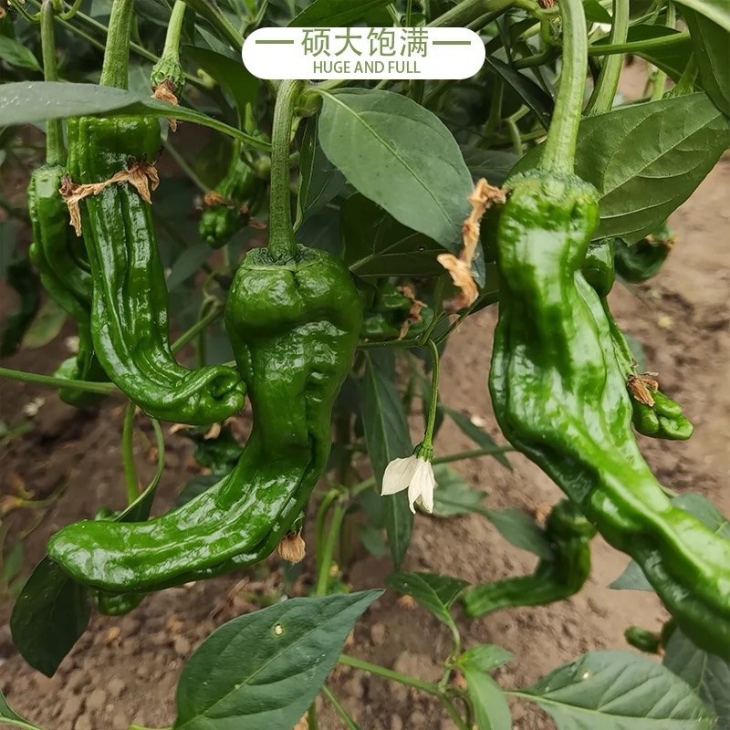河南薄皮椒，大量现货，当天现摘现发可根据需求打包对接全国