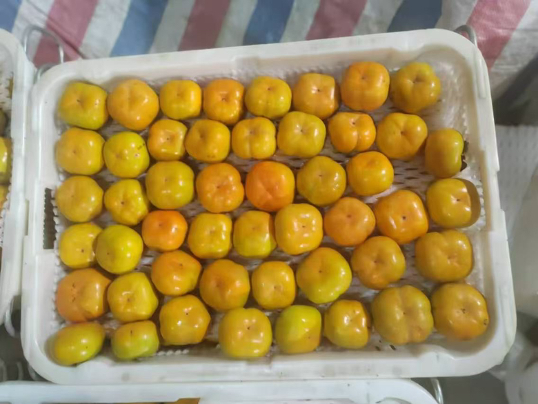 一颗金黄色的脆柿,表皮光滑无斑点,果蒂完整,背景为自然木质桌面,光线柔和,突出果实的新鲜度与色泽 脆柿特写